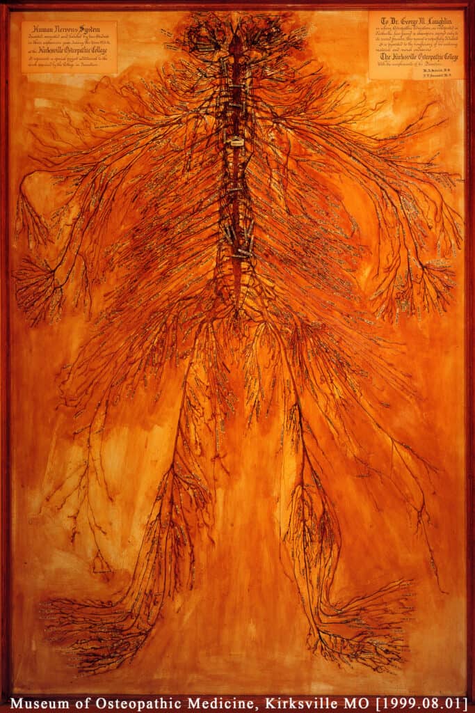 adult human nervous system map