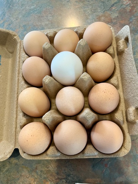 heirloom chicken eggs