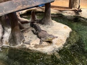 a live alligator 